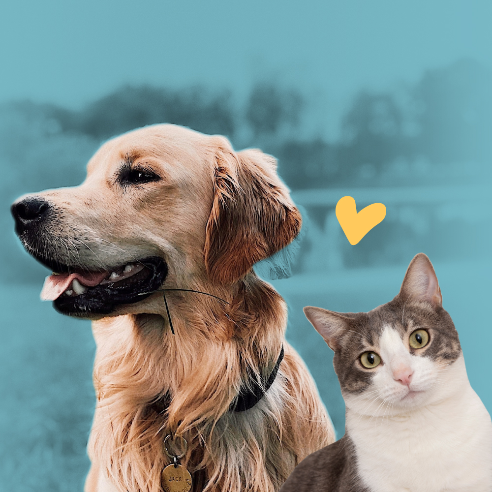 Zenpet Brasil