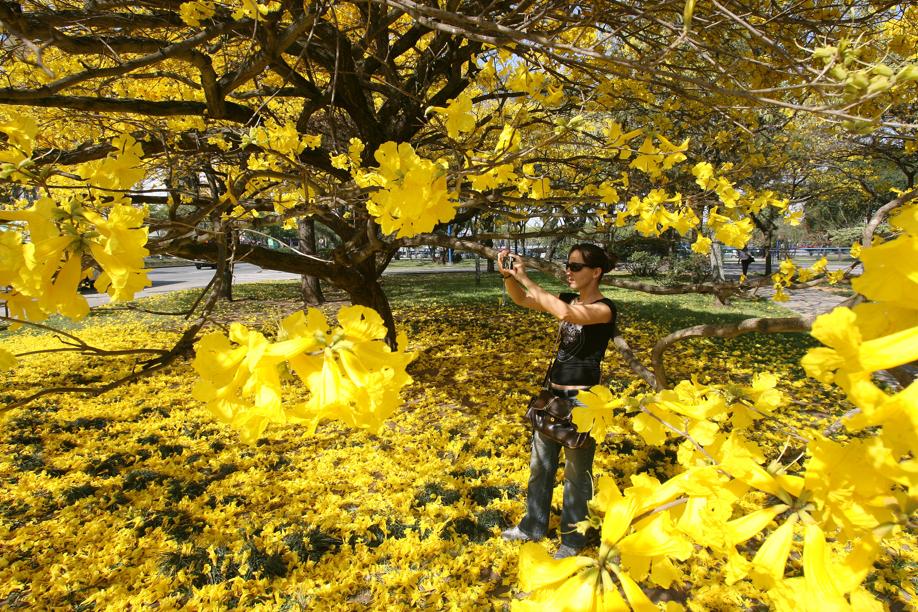 Onde ver as flores da primavera em Curitiba