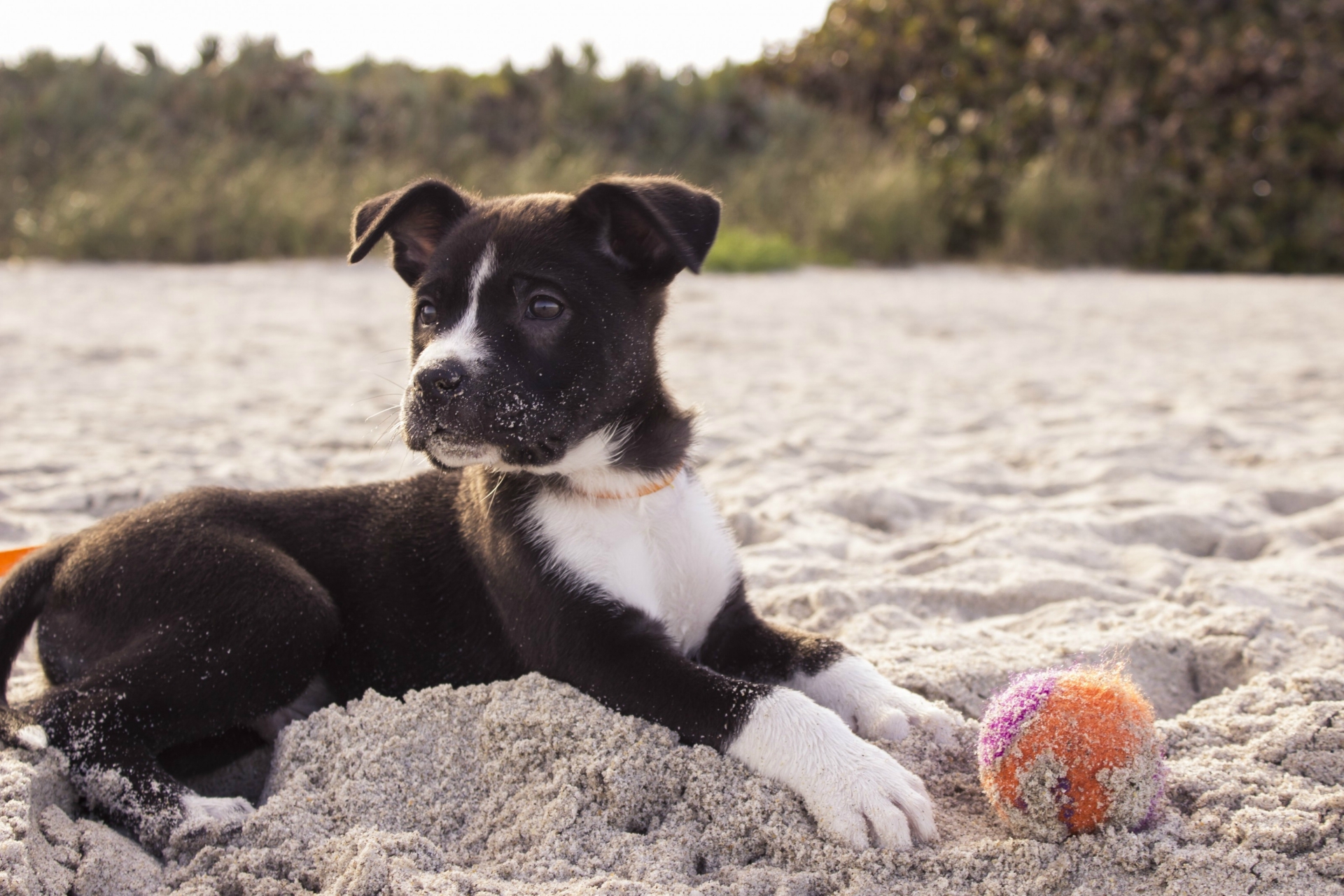 Produtos para pets têm descontos exclusivos para assinantes da Gazeta do Povo
