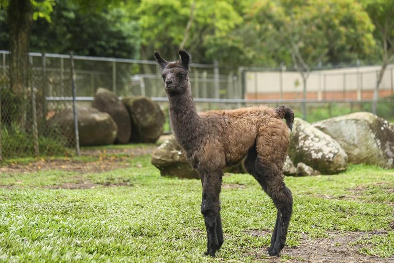 Nas férias escolares, Zoológico de Curitiba oferece programação para as crianças