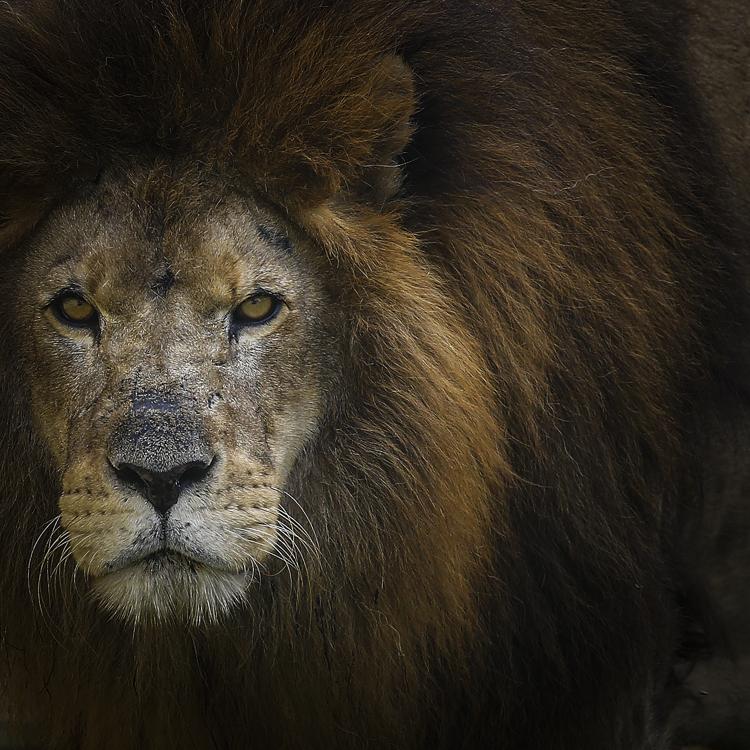Conheça os animais mais fofos do Zoológico de Curitiba