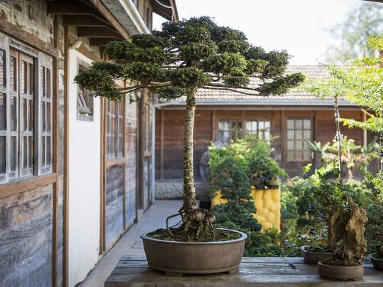 Você pode ver o único bonsai de Araucária do mundo em exposição nesta quarta