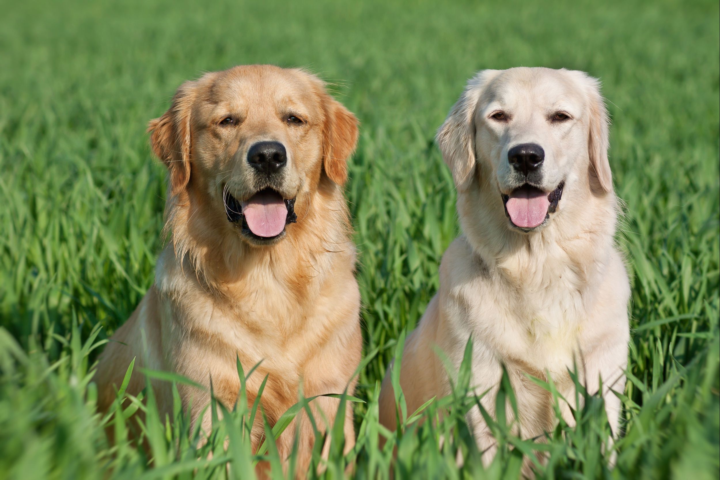 Fofura! Fim de semana tem encontro de Golden Retriever em Curitiba