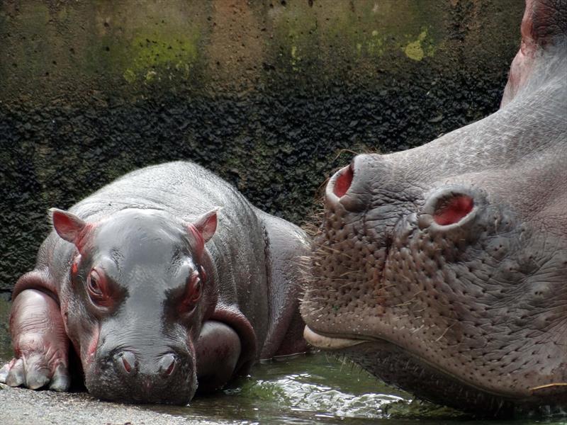 Conheça a história da Glória, a hipopótamo do Zoológico que teve até festa de aniversário neste sábado