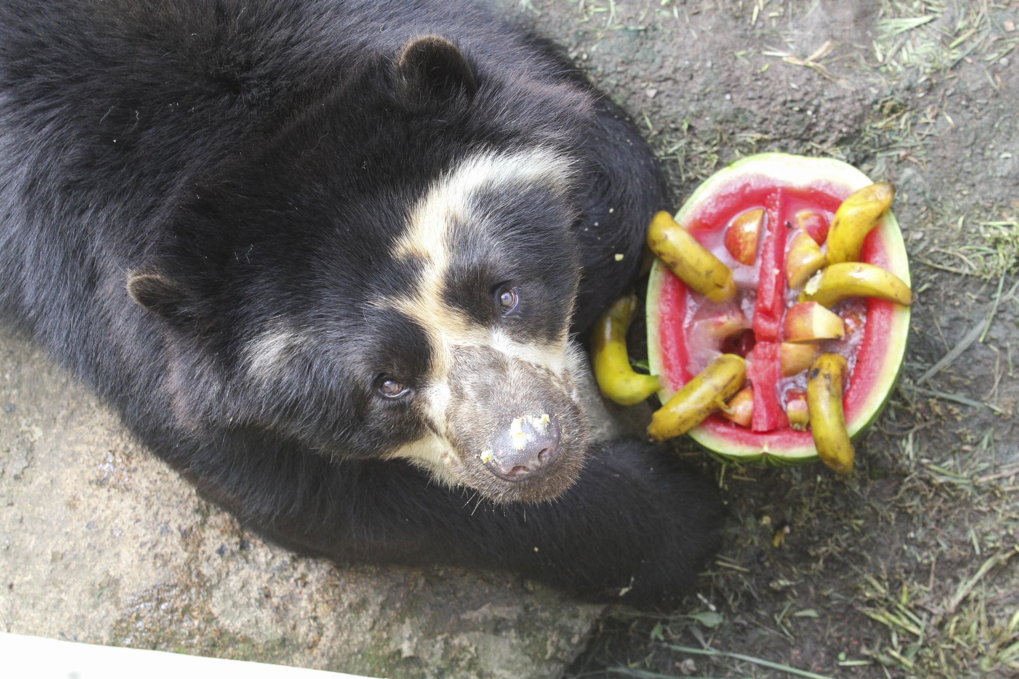 Morre Andy, o urso-de-óculos do Zoológico de Curitiba