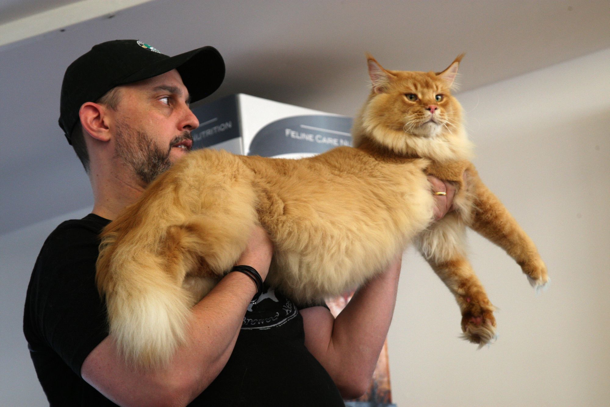 Mostra pet no fim de semana vai trazer a raça dos “gatos gigantes”