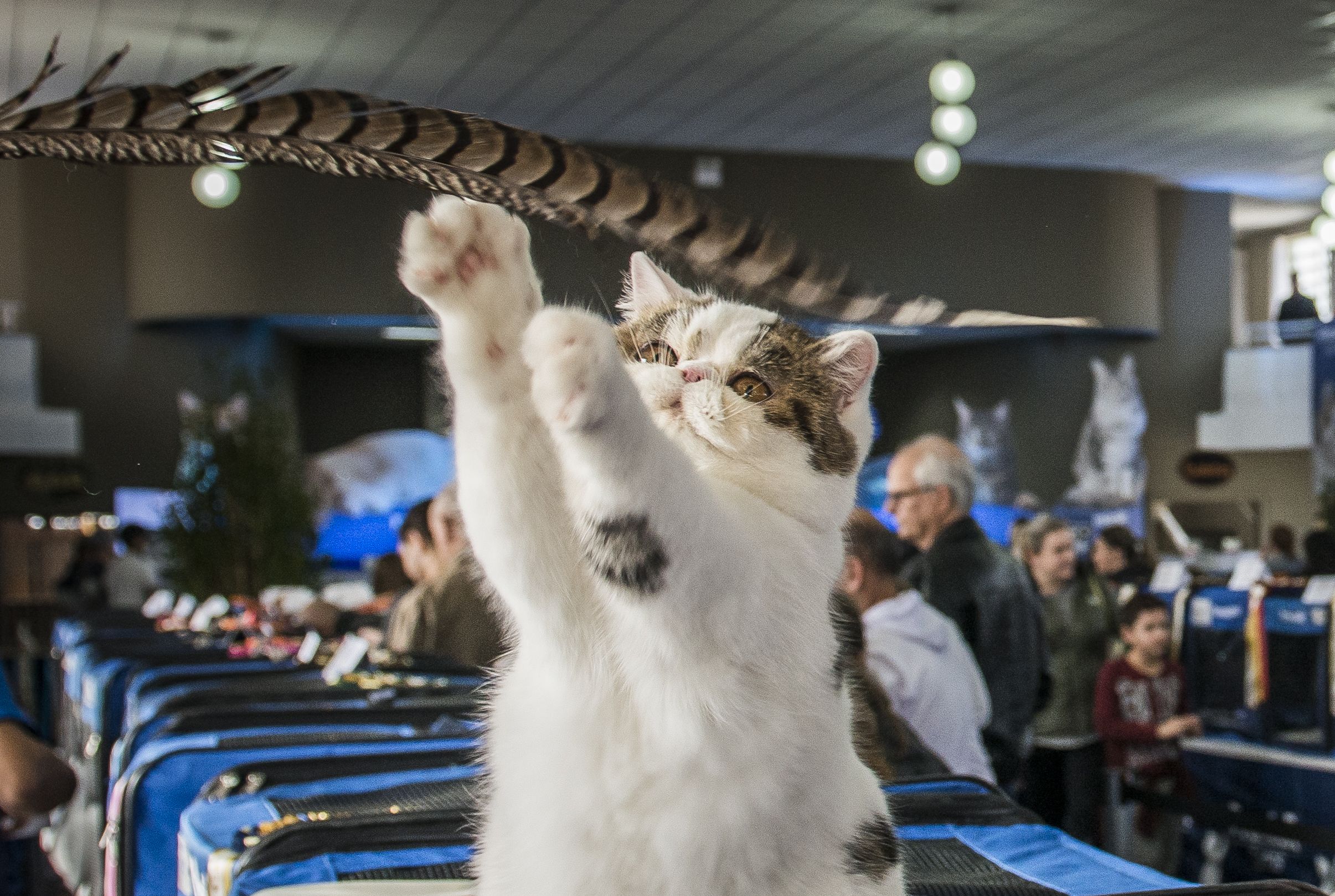 Exposição com mais de cem gatos tem raças exóticas; veja fotos
