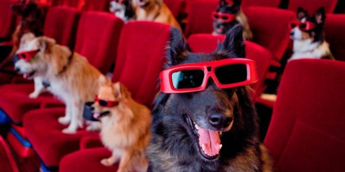 Primeiro festival de cinema a céu aberto pet friendly será em Curitiba