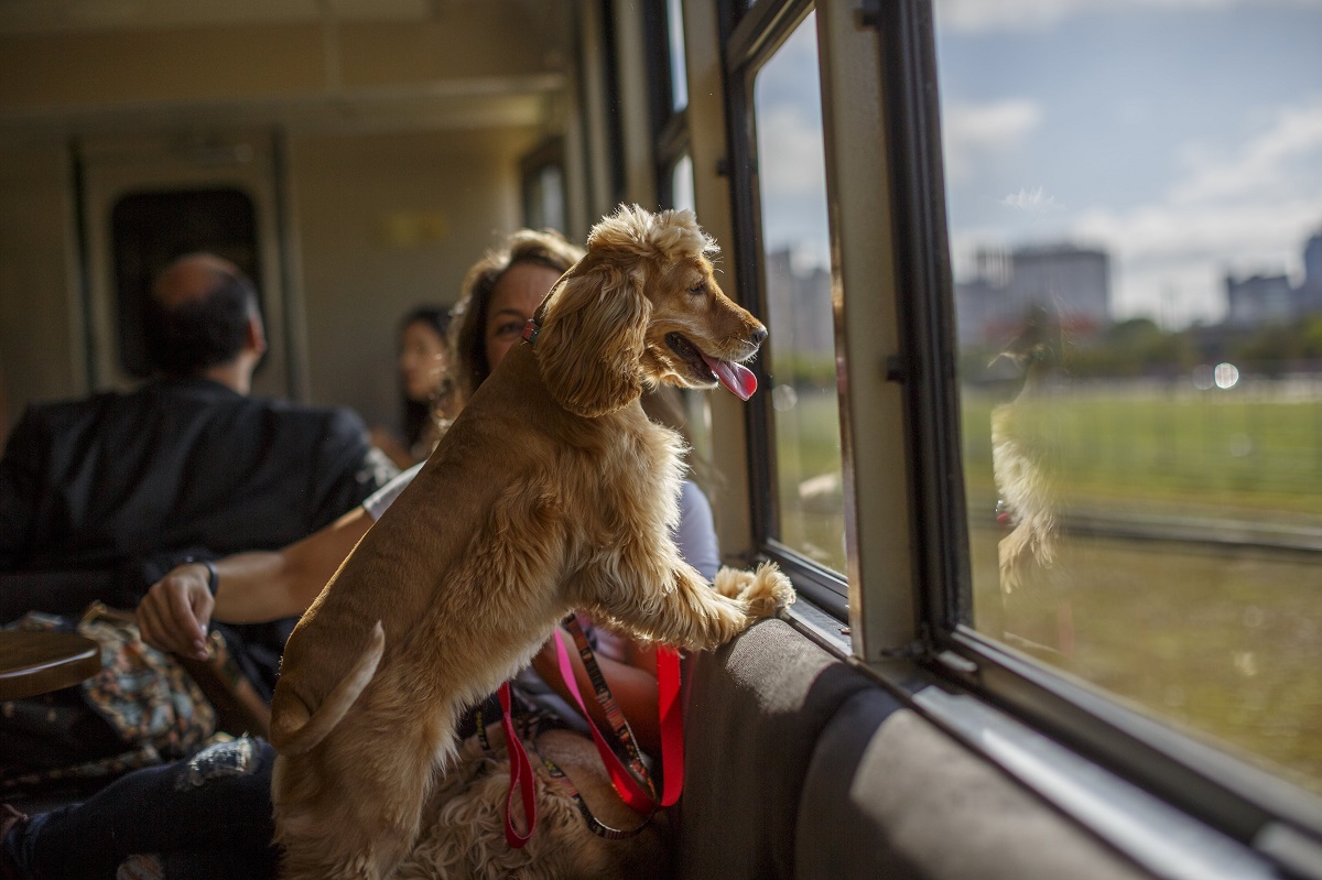 Cãezinhos no trem: conheça o primeiro vagão pet friendly do Brasil