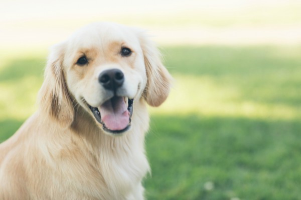 10 lugares para passear ao lado do seu cachorro em Curitiba