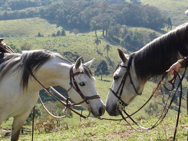 9 lugares para andar a cavalo na região de Curitiba