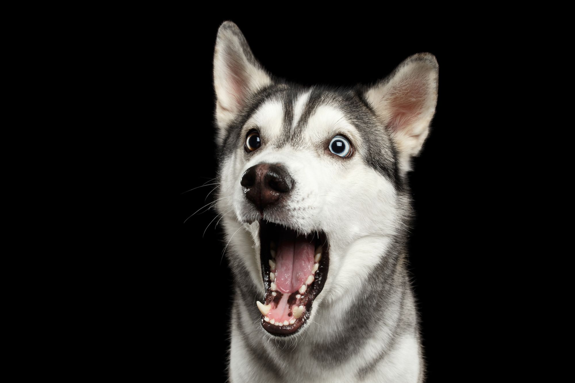 Quantas expressões faciais tem um cachorro? Exposição responde!
