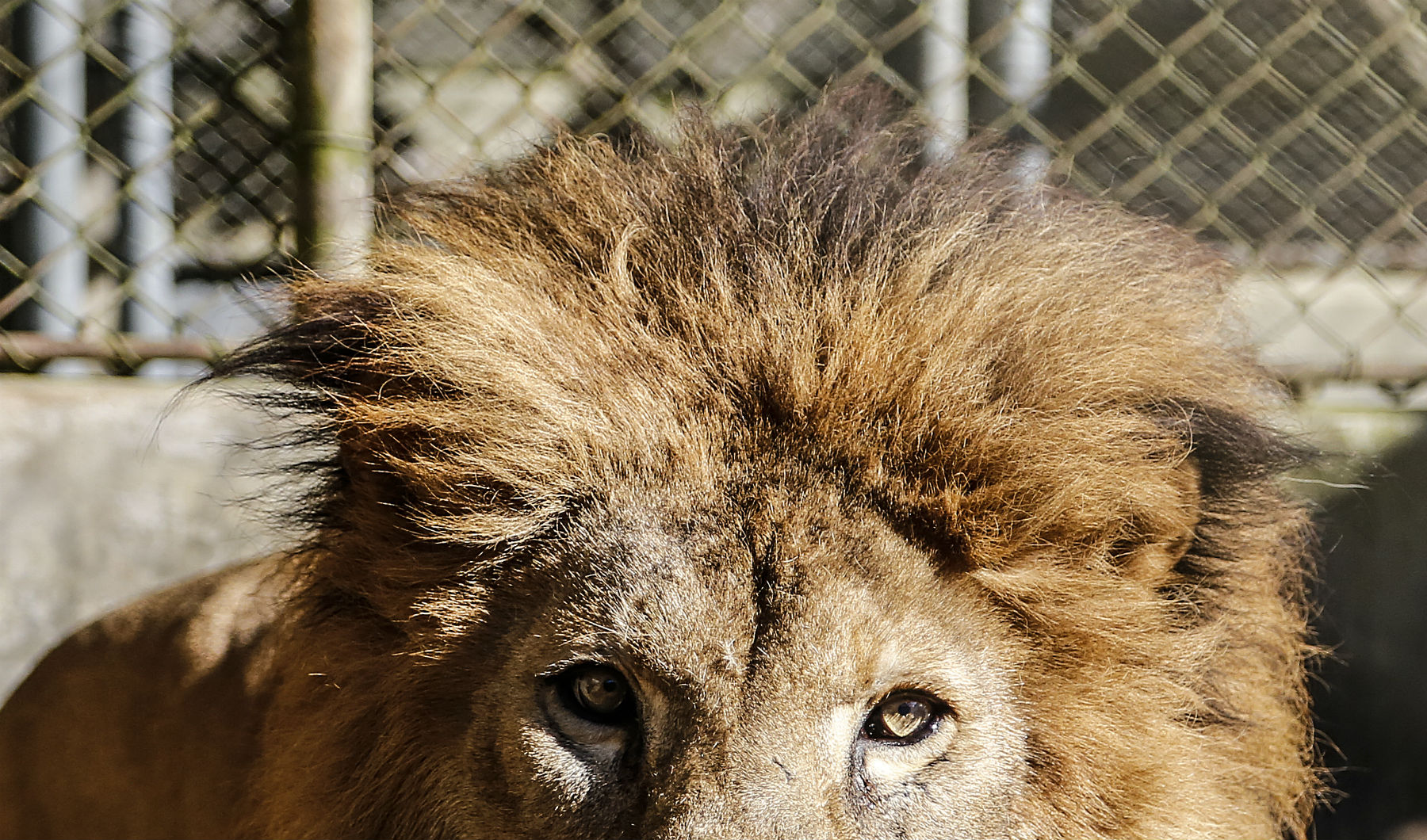 Cinco curiosidades que você talvez não saiba sobre o zoológico de Curitiba