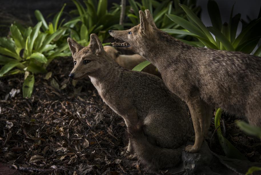 Museu de História Natural terá exposição sobre cães em Curitiba