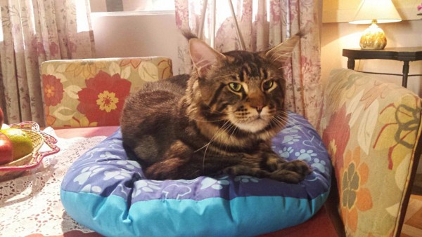 Gato “ator” de novela e outras raças exóticas participam de evento em Curitiba