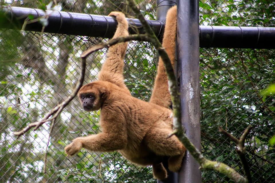 Zoológico de Curitiba altera horário de visita por causa do frio