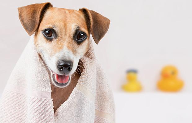 No mês de outubro, veja como economizar em acessórios para seu pet