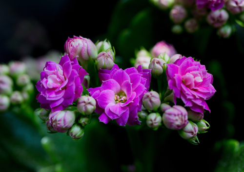 kalanchoe