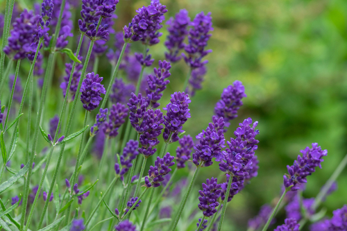 pancs lavanda